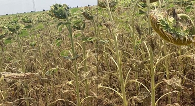 Ayçiçeği çayır tırtılı istilasına uğradı 