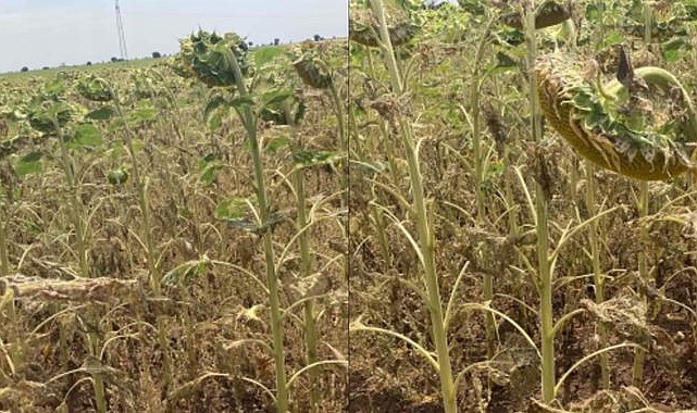 Ayçiçeği çayır tırtılı istilasına uğradı