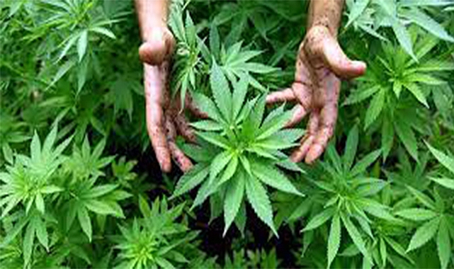 Bahçesinde uyuşturucu yetiştiren kişi yakalandı 