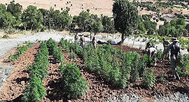 Binlerce kök kenevir ele geçirildi