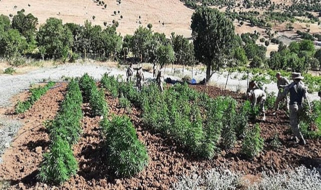 Binlerce kök kenevir ele geçirildi