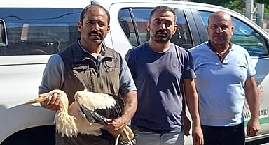 Bitkin halde bulunan leylek tedavi altına alındı
