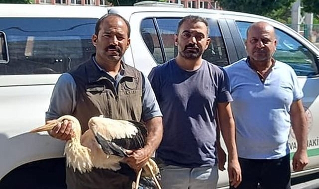 Bitkin halde bulunan leylek tedavi altına alındı