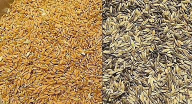 Buğday, arpa ve mısır fiyatları belli oldu