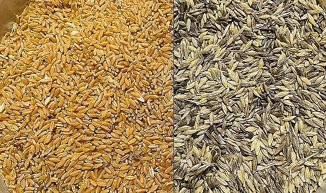 Buğday, arpa ve mısır fiyatları belli oldu