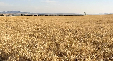 Buğday fiyatları düşüşe geçti! İşte yeni fiyatlar