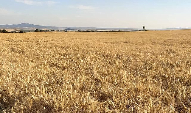 Buğday fiyatları düşüşe geçti! İşte yeni fiyatlar