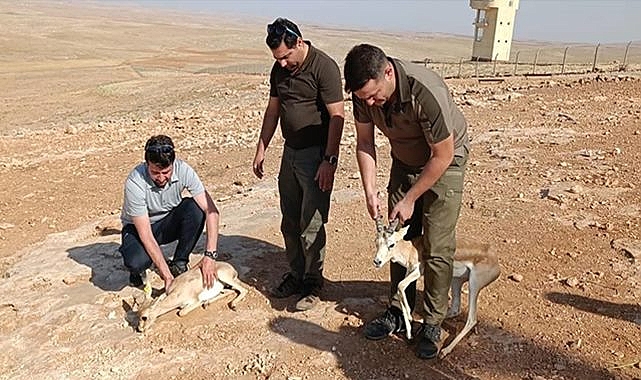 Evde Urfa Ceylanı besleyen şahıs hakkında işlem yapıldı