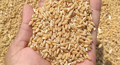 Günlük buğday arpa ve mısır fiyatları belli oldu