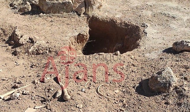 Harran'da sokak köpekleri insan kemiği yemeye başladı