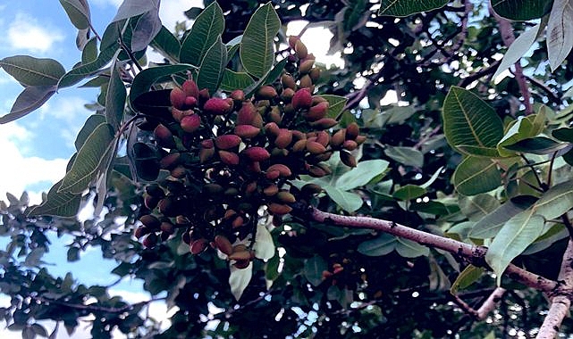 Hasat sezonuna sayılı günler kala fıstık fiyatlarında son durum