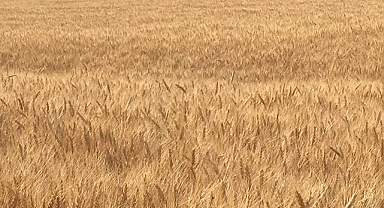 Hububat ve bakliyat fiyatlarında son durum