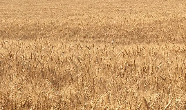 Hububat ve bakliyat fiyatlarında son durum