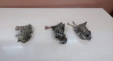 Kaçak avcılar Turaç kuşlarını avladı