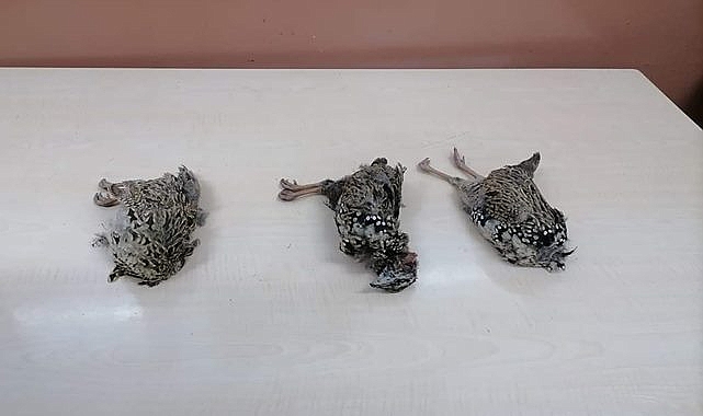 Kaçak avcılar Turaç kuşlarını avladı