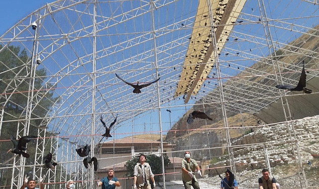 Kelaynaklar göç için doğaya salındı