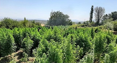 Kenevir tarlasına baskın! 3 milyon kök kenevir imha edildi