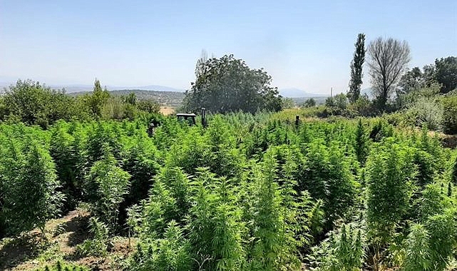 Kenevir tarlasına baskın! 3 milyon kök kenevir imha edildi