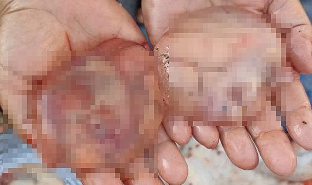 Kesilen kurbanlığın karnından çıkanlar şok etti