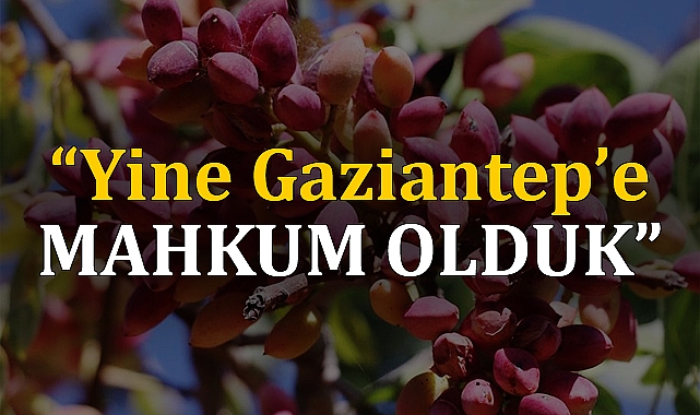 Milletvekillerine 'fıstık' eleştirisi: Urfa'nın çıkarlarını koruyamadıkları için...