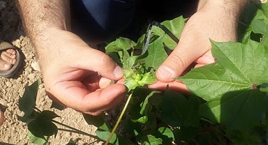 Pamukta yeşil kurtla mücadele için bakın ne yapıldı?