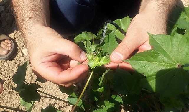 Pamukta yeşil kurtla mücadele için bakın ne yapıldı?