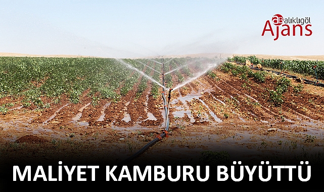 Şanlıurfa'da çiftçi enerji borcunu ödeyemiyor