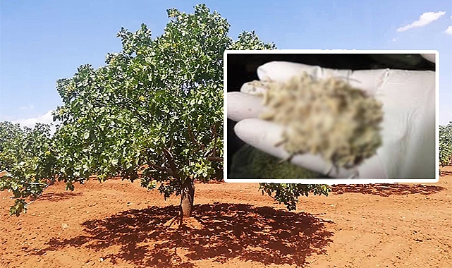 Şanlıurfa'da fıstık bahçesine gömülü uyuşturucu ele geçirildi