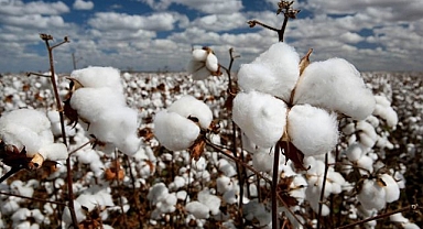 Şanlıurfa ve Adana borsalarında pamuk fiyatları açıklandı