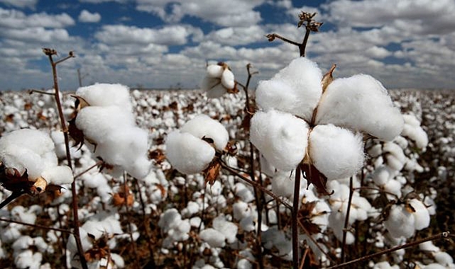 Şanlıurfa ve Adana borsalarında pamuk fiyatları açıklandı