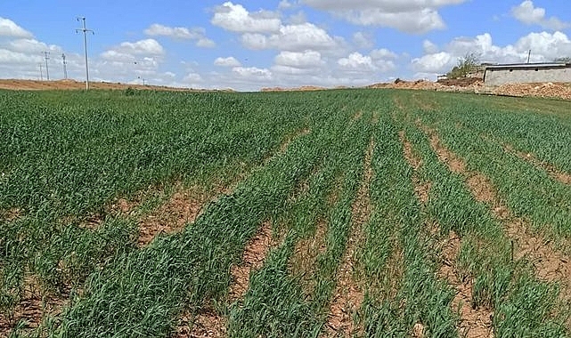 Urfa'da hazine arazileri peşkeş mi çekiliyor?