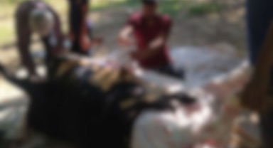 Urfa'da kaç acemi kasap kendini yaraladı?