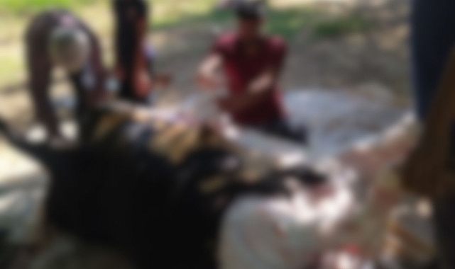 Urfa'da kaç acemi kasap kendini yaraladı?