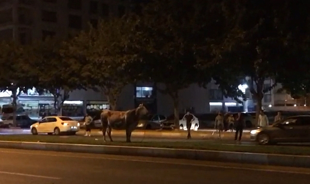 Urfa'da kaçan kurbanlık zor anlar yaşattı