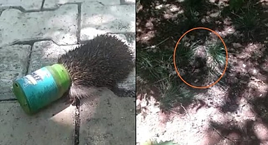 Urfa'da kafasını şişeye sıkıştıran kirpiyi vatandaş kurtardı