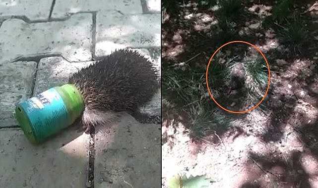 Urfa'da kafasını şişeye sıkıştıran kirpiyi vatandaş kurtardı