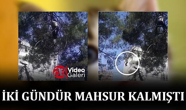 Urfa'da sağlıkçılar bu kez kedi için seferber oldu