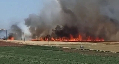 Urfa'da sigara izmariti ekili tarlayı yaktı 