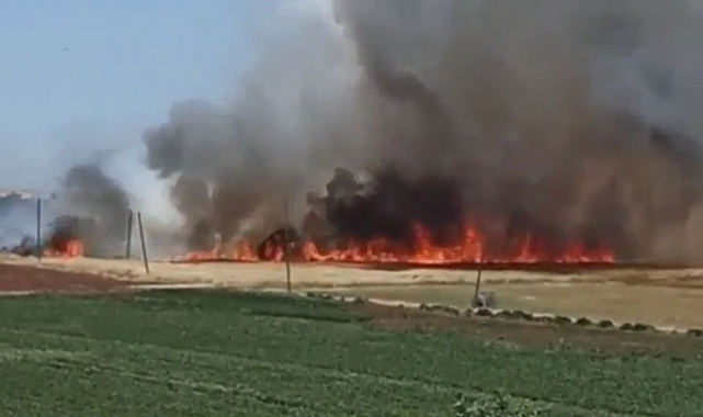 Urfa'da sigara izmariti ekili tarlayı yaktı