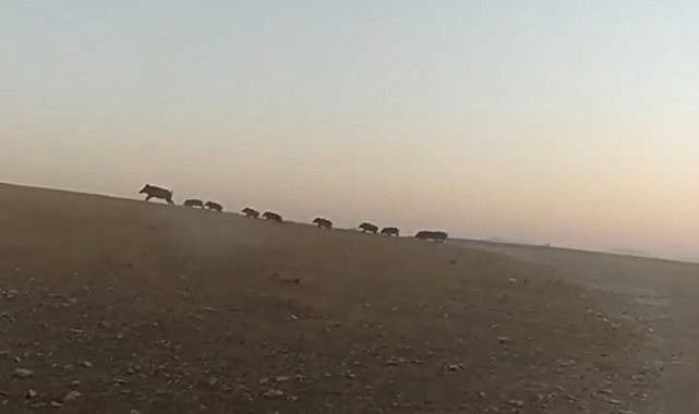 Urfa'nın ilçesinde yaban domuzu sürüsü görüntülendi