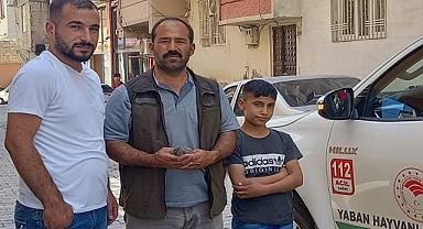 Vatandaşın bulduğu yavru baykuş tedaviye alındı
