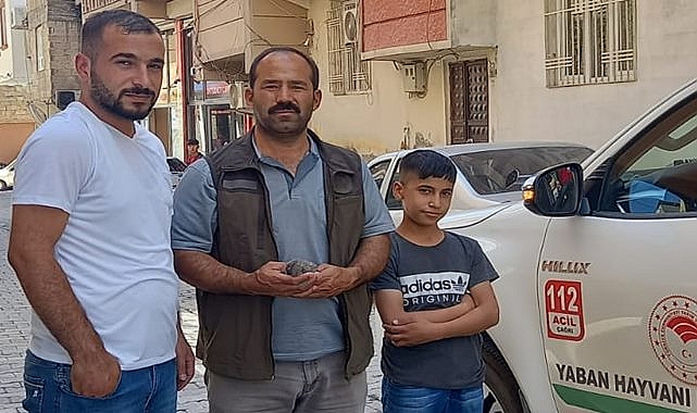 Vatandaşın bulduğu yavru baykuş tedaviye alındı