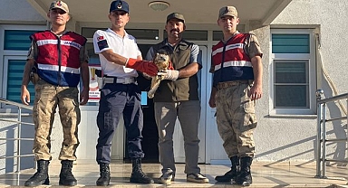 Yaralı Kızıl Şahin tedavi altına alındı