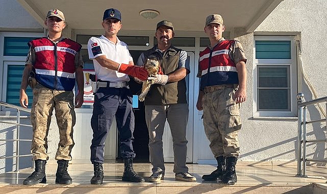 Yaralı Kızıl Şahin tedavi altına alındı