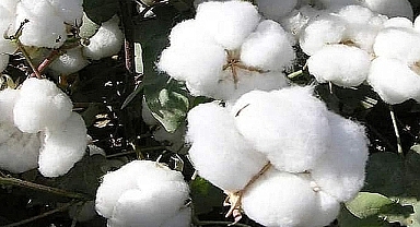 Yeni preseli pamuk fiyatları açıklandı