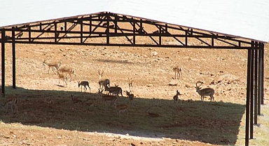 Ağaç olmayan bozkırda sundurma ile gölge yaptılar