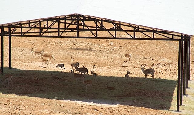 Ağaç olmayan bozkırda sundurma ile gölge yaptılar