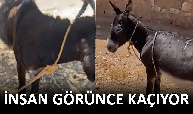 Akçakale'de eşeğe işkence yaptılar