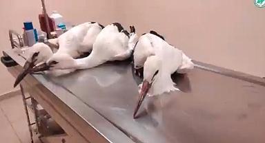 Annelerini kaybeden üç yavru leyleğe ekipler annelik yaptı