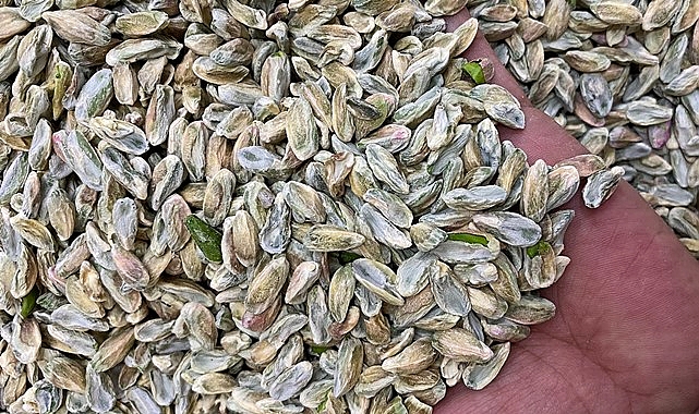 Antep fıstığı güncel fiyatları